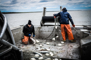 Update from Bristol Bay- Wild Alaska Sockeye Salmon Season: 7-6-2017