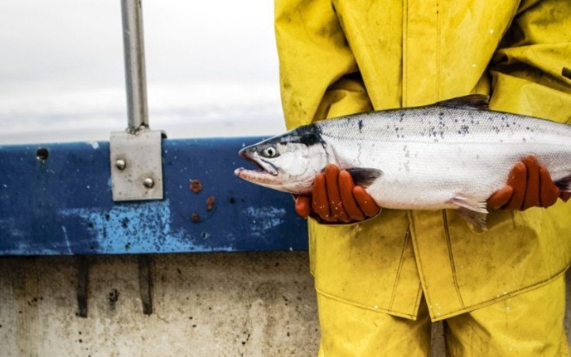 Update from Bristol Bay- Wild Alaska Sockeye Salmon Season: 7-20-2018