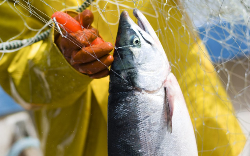 Update from Bristol Bay- Wild Alaska Sockeye Salmon Season: 8-14-2018