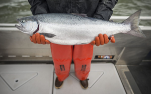 Update from Bristol Bay- Wild Alaska Sockeye Salmon Season: 7-31-2019