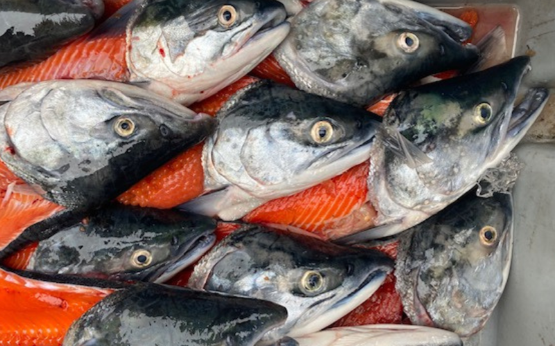 Update from Bristol Bay- Wild Alaska Salmon Season: 8-24-2021