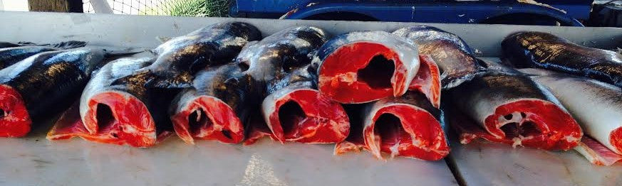 Fishing for Salmon on Kachemak Bay