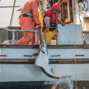 PREORDER Wild Alaska Halibut
