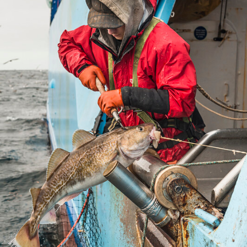 Wild Alaska Cod Smart Source Seafood